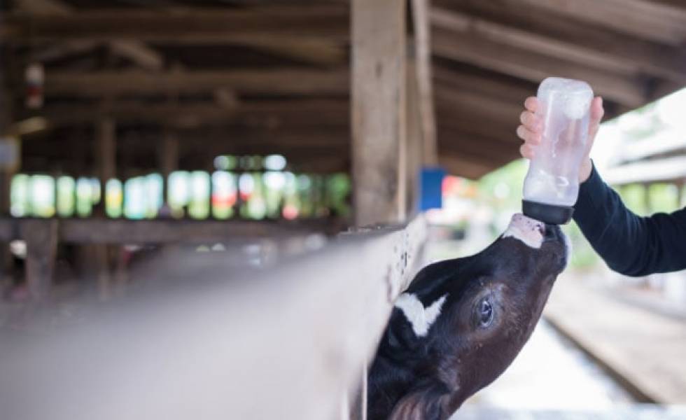 Calf being fed