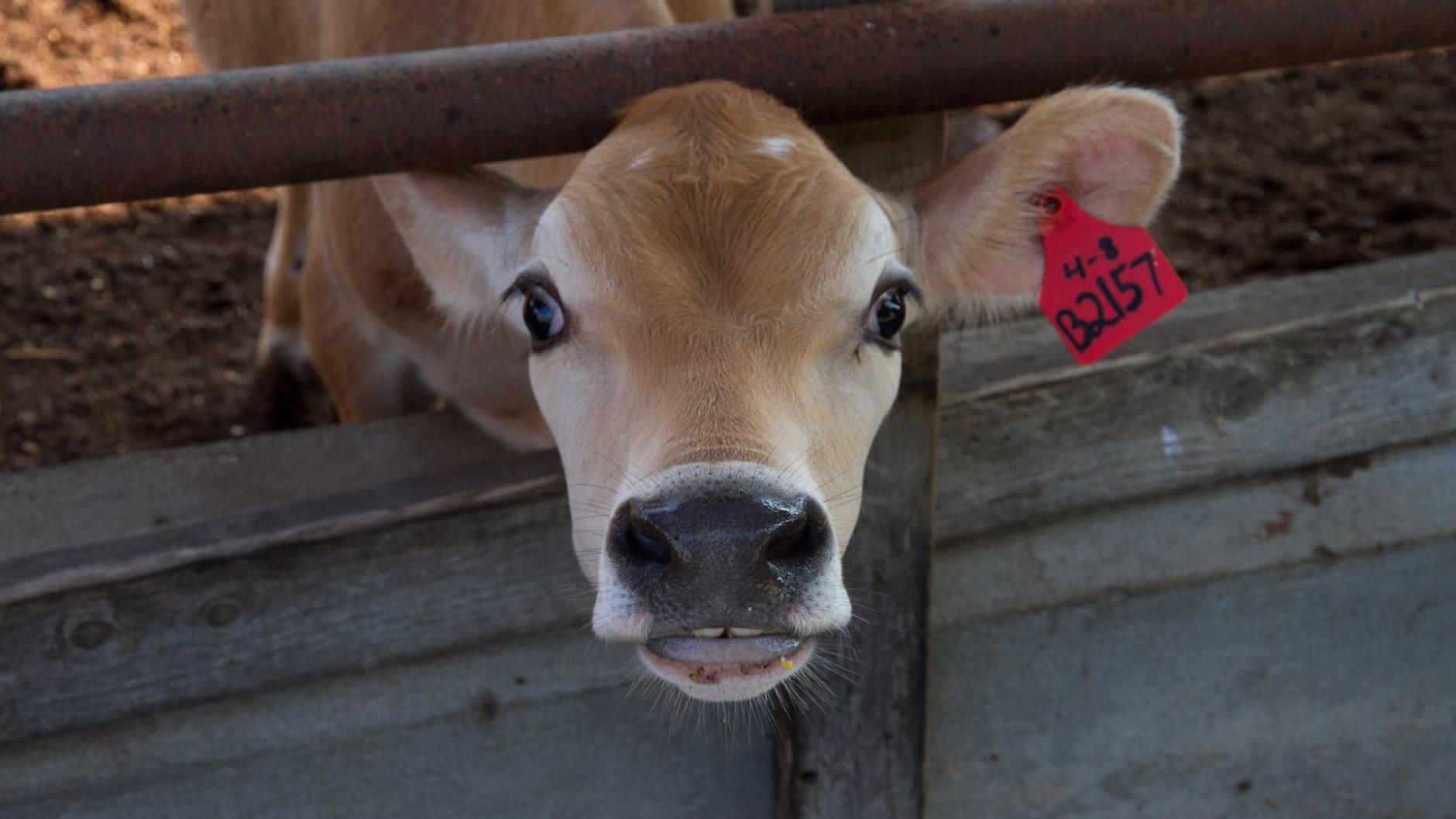 calf