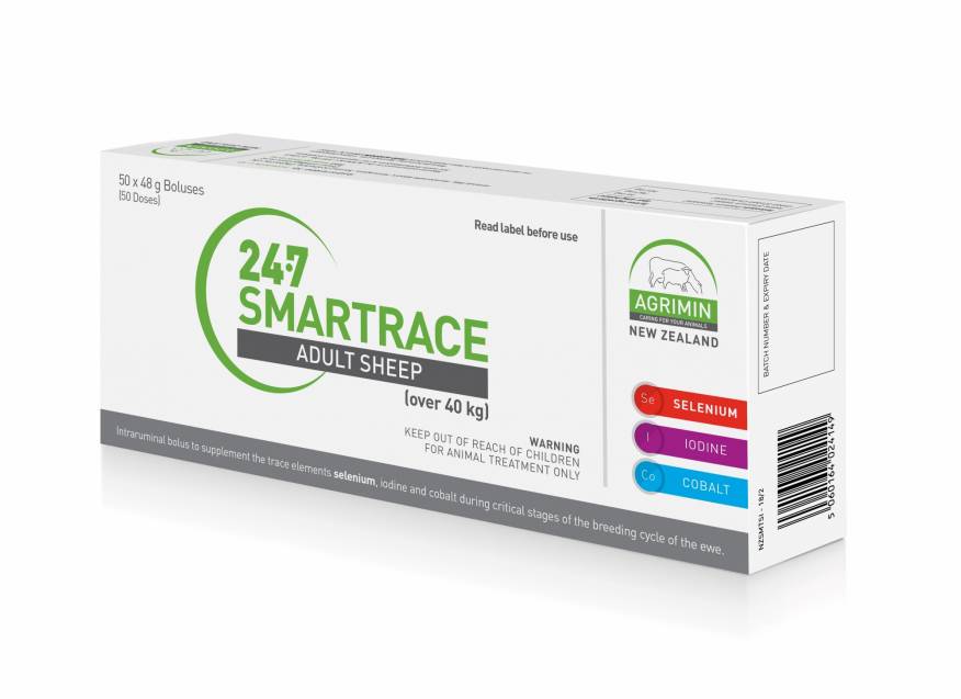 Smartrace Adult Sheep