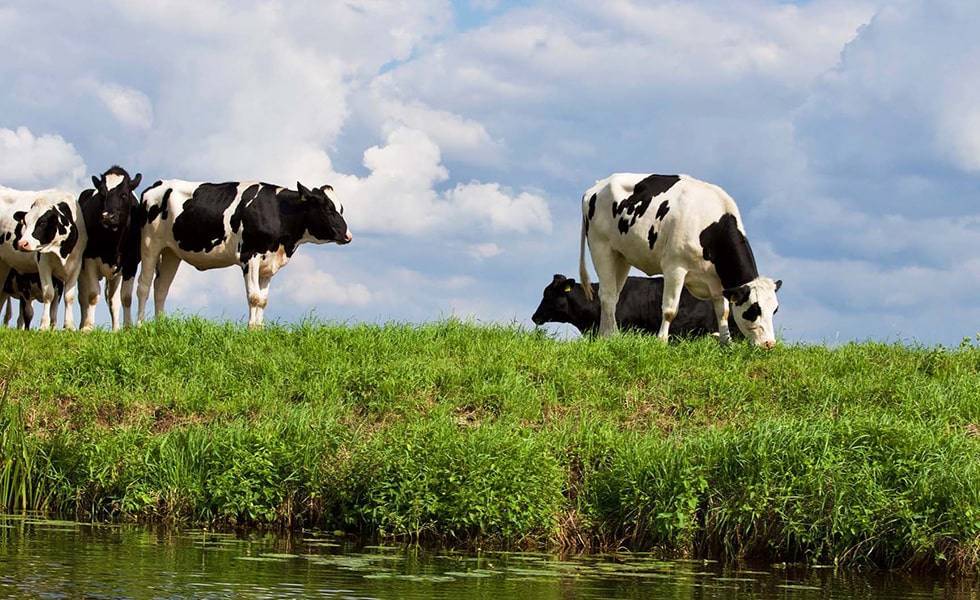 Group of cows grazing