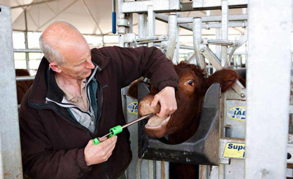 Farmer administrating boluses on cow