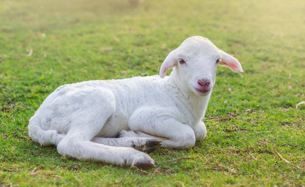 Lamb sitting in paddock