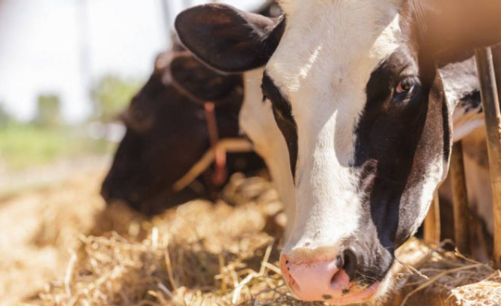 Close up of Cow